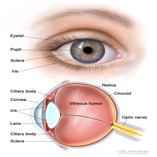 Cornea Services